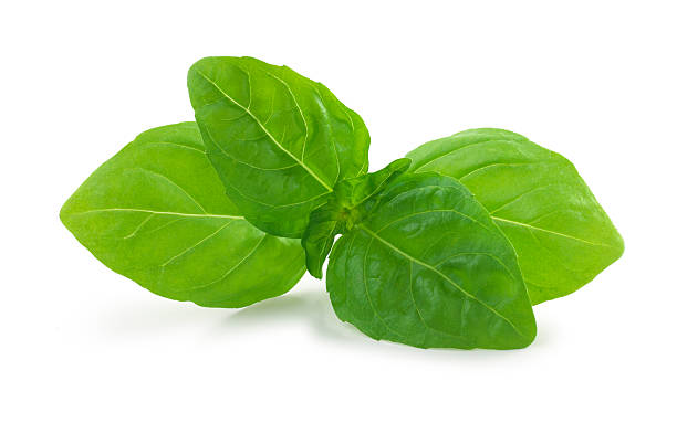 basil fresh Fresh basil  on white background with clipping path basil stock pictures, royalty-free photos & images