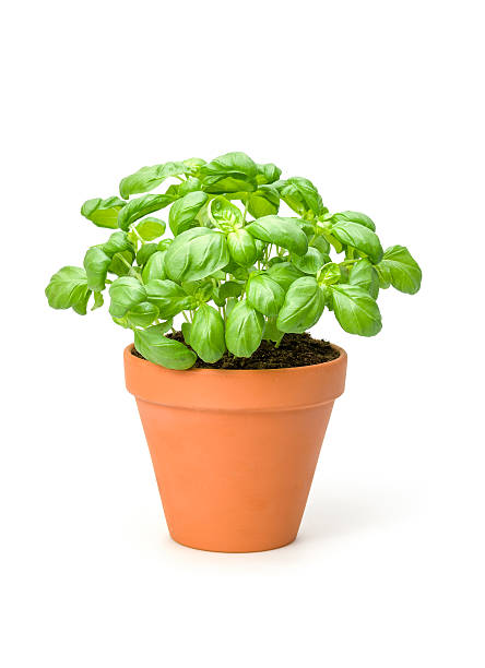 basil in a clay pot - basil plant stockfoto's en -beelden
