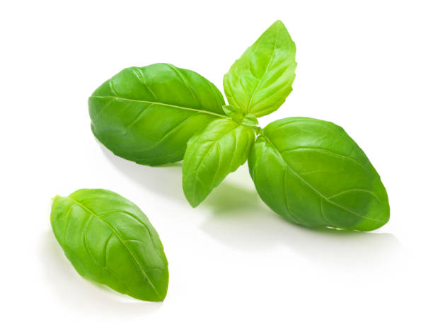 Basil Leafs "The file includes a excellent clipping path, so it's easy to work with these professionally retouched high quality image. Need some more Herbs" basil stock pictures, royalty-free photos & images