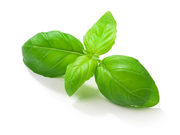 Basil Leafs "The file includes a excellent clipping path, so it's easy to work with these professionally retouched high quality image. Need some more Herbs" basil stock pictures, royalty-free photos & images