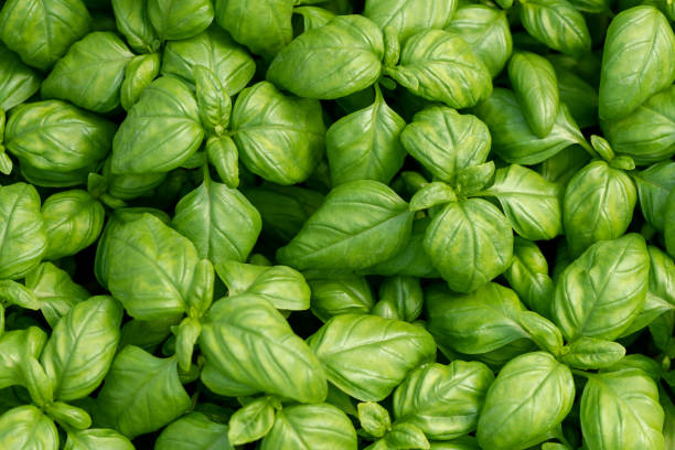 basil leaves as natural food background - manjericos imagens e fotografias de stock