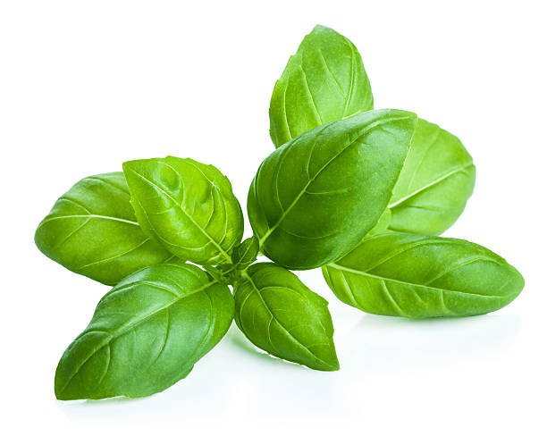 basil leaves isolated stock photo