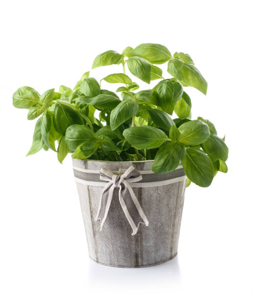 basilicum - basil plant stockfoto's en -beelden