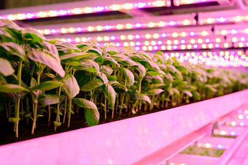 Close-up with diminishing perspective of young herbs lit by LED lights as they grow from floor to ceiling in innovative vertical farm.
