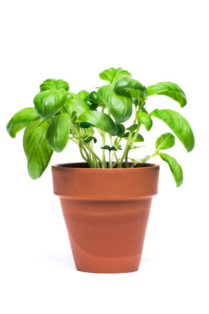 Basil Potted Herb Plant Cut Out Isolated on White Background "Subject: A potted garden herb, basil isolated in a white background." basil stock pictures, royalty-free photos & images