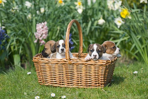 Basket full of puppies stock photo