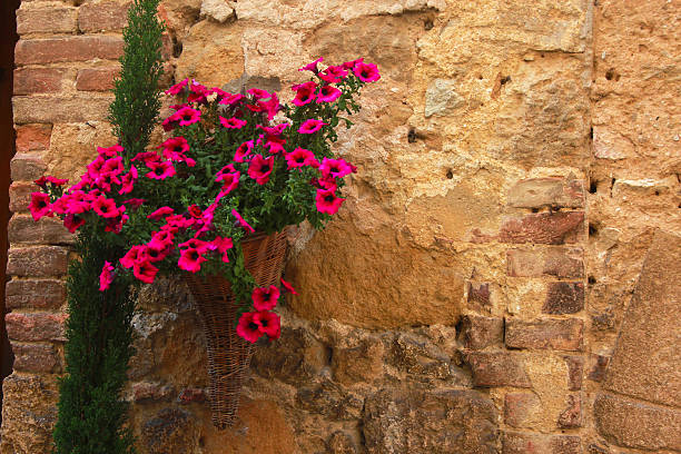 Basket of flowers on the wall stock photo