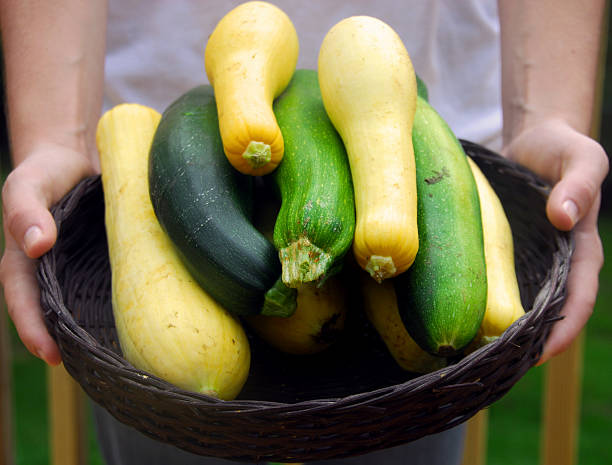 Basket of Fresh Squash Person presenting basket of garden fresh squash and zucchini squash vegetable stock pictures, royalty-free photos & images