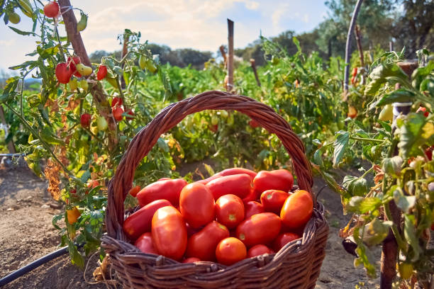 Basket of freshly picked pear tomatoes from the bush. stock photo