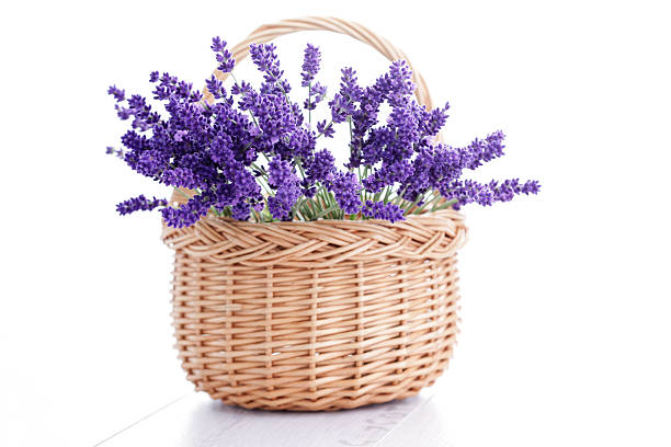 basket of lavender stock photo