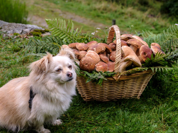 Basket of porcini mushrooms with a small dog nearby Look for mushrooms in the woods together with the dog dog eating mushrooms stock pictures, royalty-free photos & images
