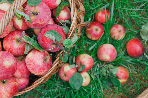 Wicker basket full of red and yellow ripe autumn apples top view on...