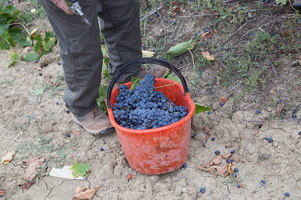 Baskets of black grapes from the harvest stock photo