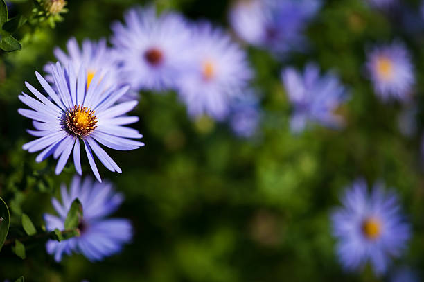 basking asters stock photo