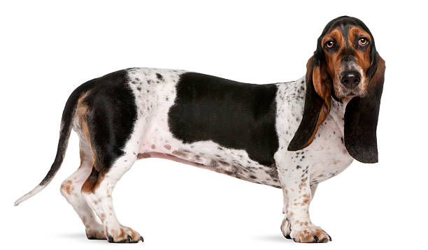 Basset artesien normand dog, 11 months old, standing, white background.  basset hound stock pictures, royalty-free photos & images