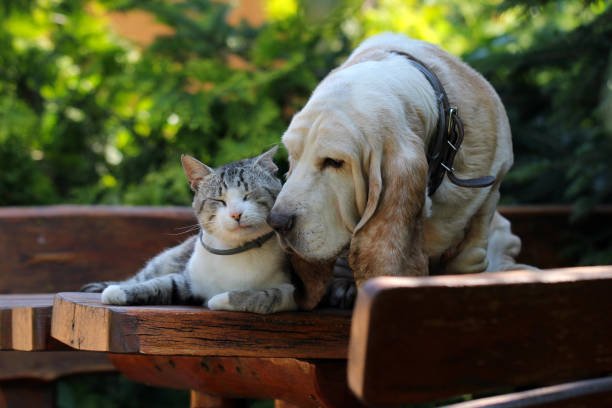 Basset hound dog and kitten friends Basset hound dog and kitten friends. basset hound stock pictures, royalty-free photos & images