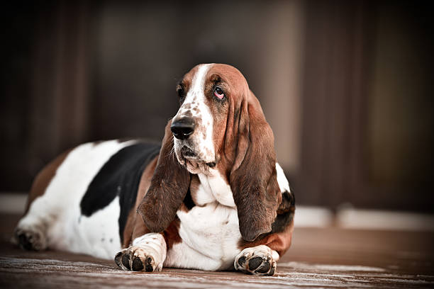 Basset hound. This dog is a laid-back family friend who loves kids. basset hound stock pictures, royalty-free photos & images