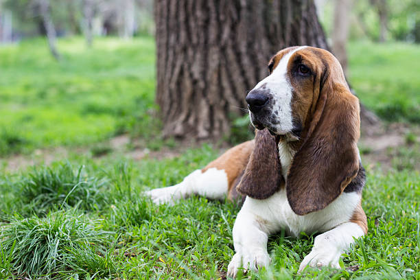 Basset Hound Puppy outdoors Cute Basset dog lying down and looking away in the park basset hound stock pictures, royalty-free photos & images