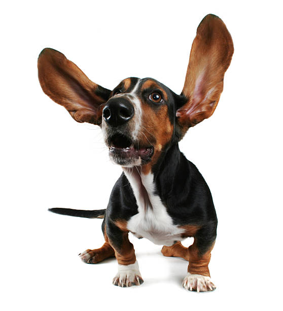 Basset hound puppy with ears flapping on white background  a basset hound with long flapping ears basset hound stock pictures, royalty-free photos & images
