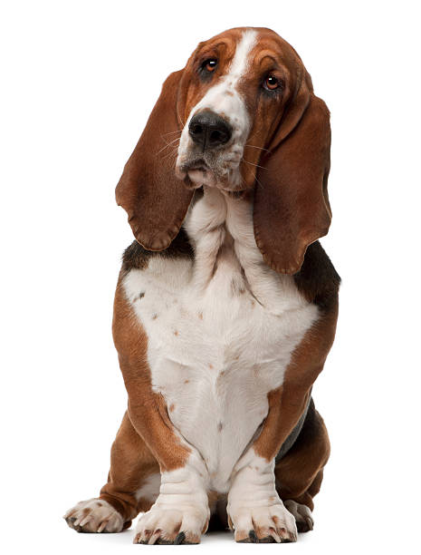 Basset Hound, two years old, sitting, white background. Basset Hound, two years old, sitting in front of white background. basset hound stock pictures, royalty-free photos & images