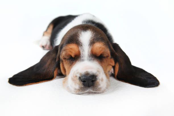 Basset Pup sleeping Basset Hound Puppy sleeping with ears out to side basset hound stock pictures, royalty-free photos & images