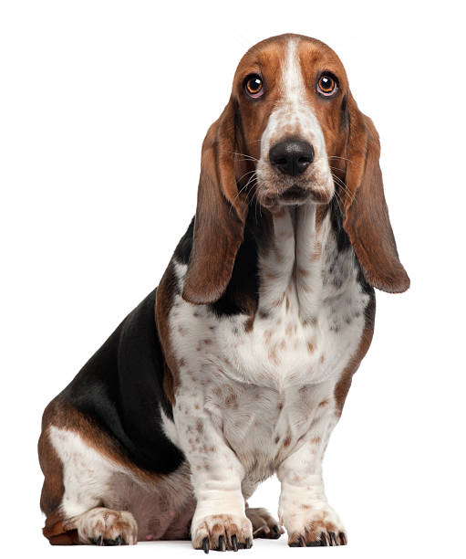 Bassett Hound, 6 years old, sitting, white background.  basset hound stock pictures, royalty-free photos & images