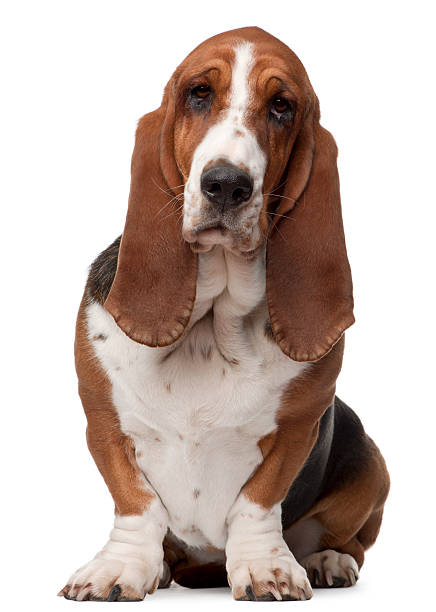 Bassett hound dog with droopy eyes Basset Hound, two years old, sitting in front of white background. basset hound stock pictures, royalty-free photos & images