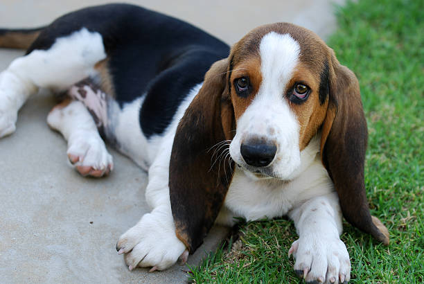 Bassett Hound  basset hound stock pictures, royalty-free photos & images