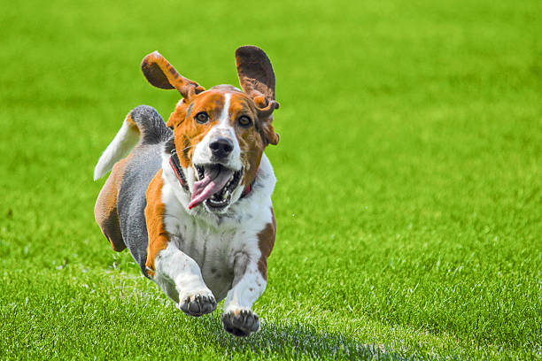 Bassett running A bassett hound running in the grass basset hound stock pictures, royalty-free photos & images