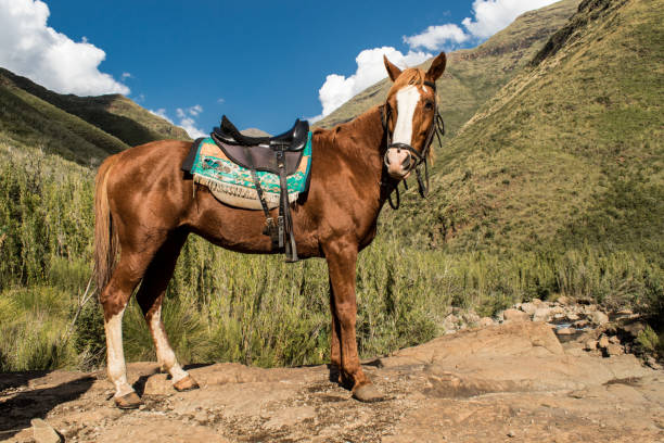 Basuto Pony A Basuto pony photographed from the side as the animal stands in the mountains of Lesotho. saddle stock pictures, royalty-free photos & images