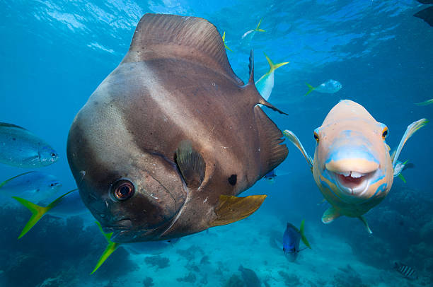 bat fish and parrot fish - great barrier reef stok fotoğraflar ve resimler