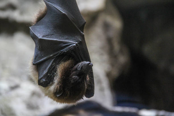 Bat hanging on the tree and sleeping in the wild stock photo