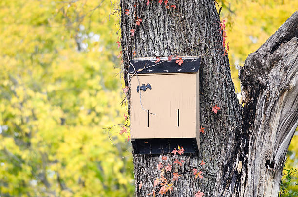 Bat house hanging in tree stock photo