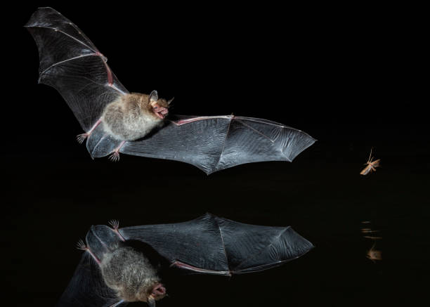 Bat hunting an insect Daubenton's Bat (Myotis daubentonii) hunting an insect at night bat animal stock pictures, royalty-free photos & images