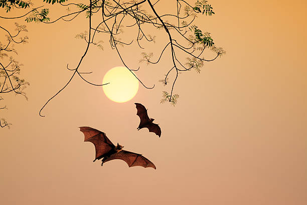 Bat silhouettes agent sunset time Bat silhouettes agent sunset time bat animal stock pictures, royalty-free photos & images