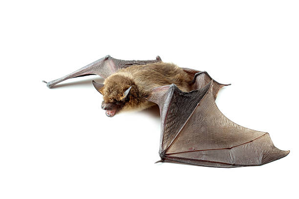 bat with open wings on white bat with open wings on white background bat animal stock pictures, royalty-free photos & images