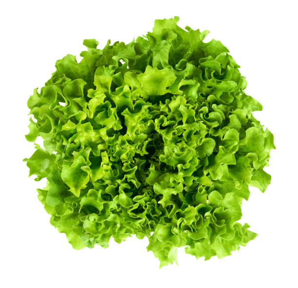 Batavia head of lettuce from above on white background Batavia head of lettuce from above on white background. Also French or summer crisp. Fresh bright green salad head with crinkled leaves and a wavy leaf margin. Isolated macro food photo close up. lettuce stock pictures, royalty-free photos & images