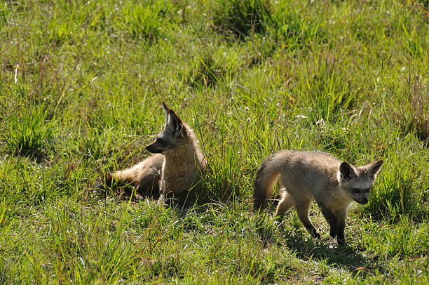 Bat-Eared Fox Cubs stock photo