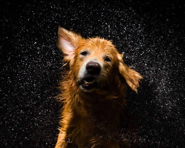 Bath dog Golden Retriever Dog shaking off water slow motion stock pictures, royalty-free photos & images