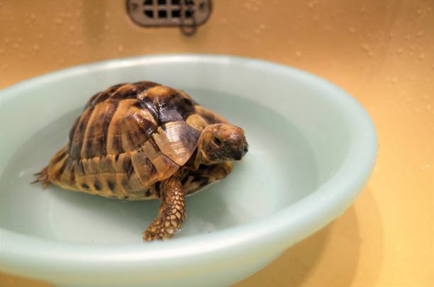 Bath with a pet tortoise, a basin stock photo