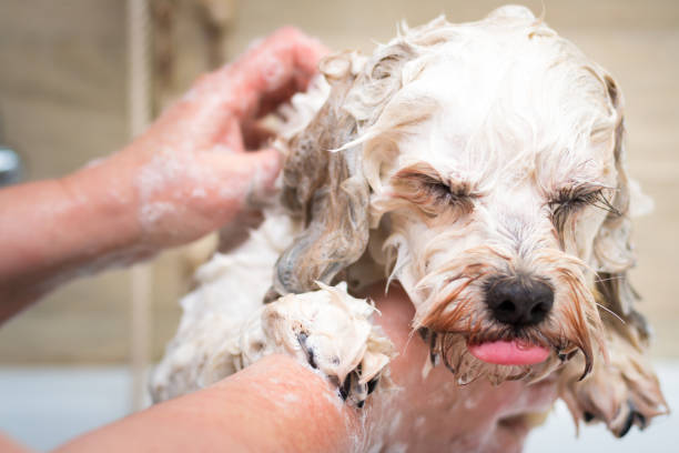 Bathing a dog Bathing a dog shampoo stock pictures, royalty-free photos & images