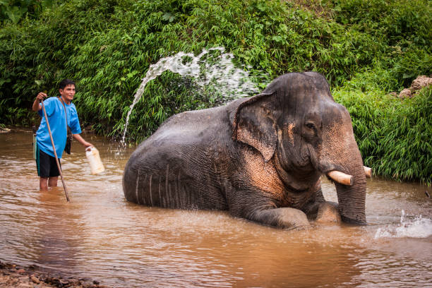 Bathing elefant mahout, Khao Sok sanctuary, Thailand stock photo
