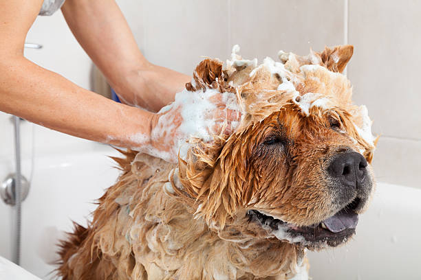Bathroom to a dog chow chow Bubble Bath a lovely dog chow chow shampoo stock pictures, royalty-free photos & images