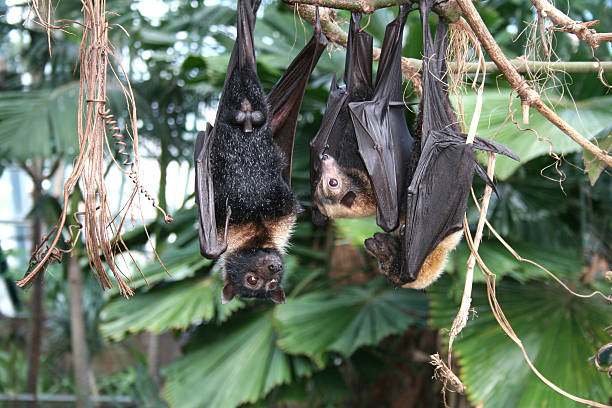 bats stock photo