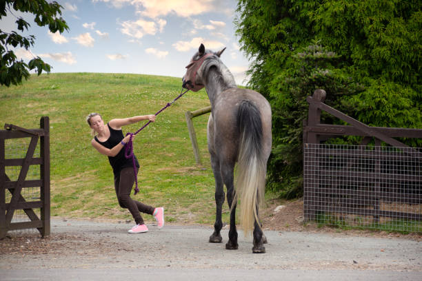battle of wills- als een mooie jonge vrouw probeert om haar vrij grote grijze paard lopen door een poort die het paard niet wil doen. - star stockfoto's en -beelden