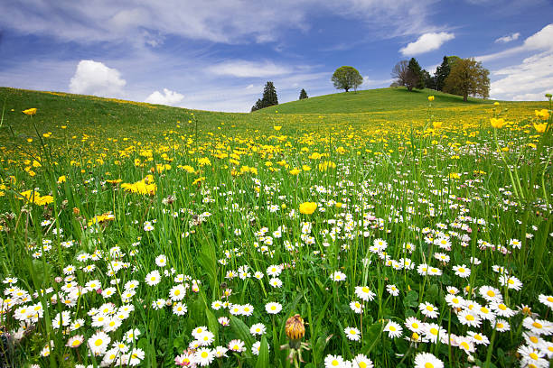 bavarian spring meadow stock photo