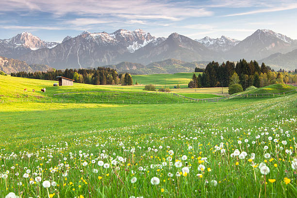 bavarian spring meadow with old oak tree stock photo