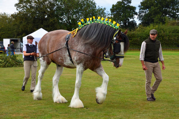 bay and roan shire horse  stallion on shown ground - shirehäst bildbanksfoton och bilder
