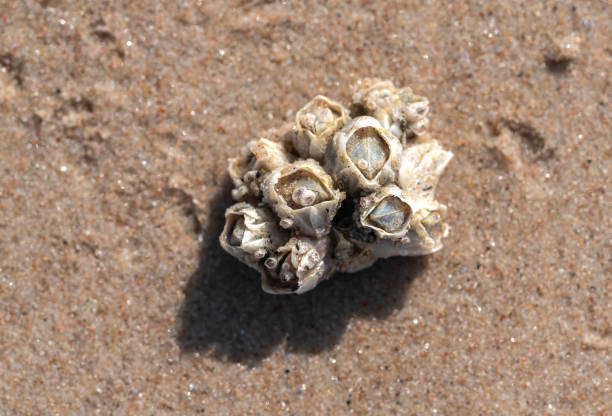 Bay barnacle (Amphibalanus improvisus) animal colony on the sandy sea shore at sunny summer day stock photo