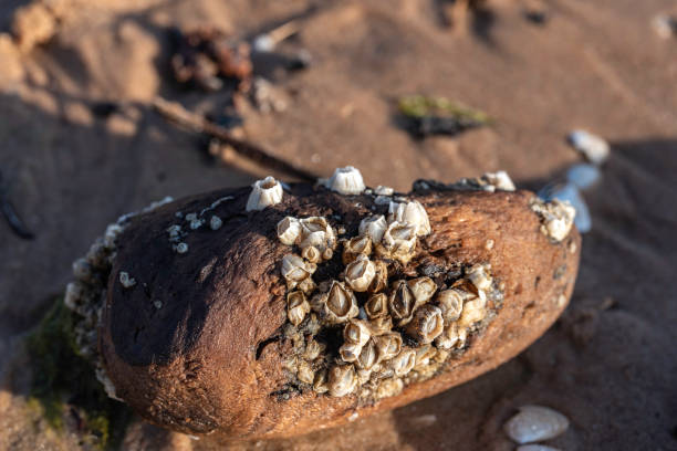 Bay barnacle (Amphibalanus improvisus) on a piece of wood on a sandy Baltis sea shore stock photo